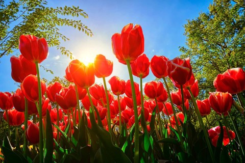 Blooming red tulips against blue sky background with sun from low vantage point. Netherlands