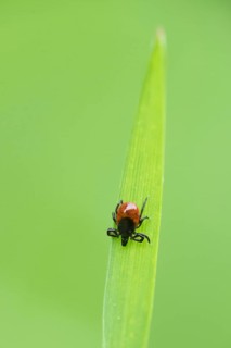 Common wood tick