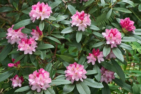Rhododendrons
