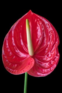 Flower of a large flamingo flower