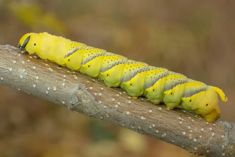 Larva