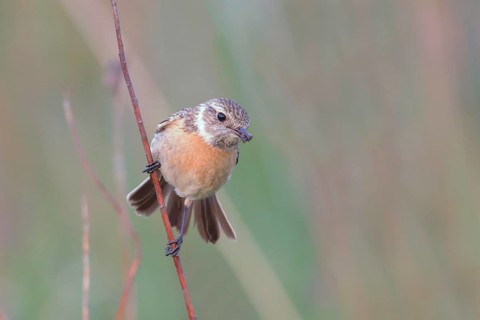 Stonechat