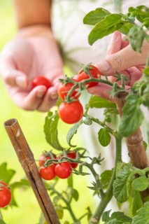 Woman picking ripe cherry tomatoes on the vine in the garden