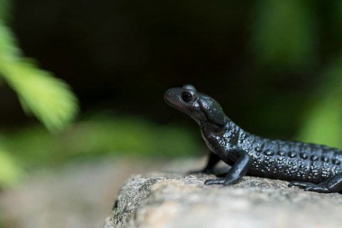 Alpine salamander