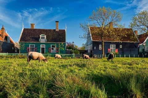 Sheeps grazing near traditional old country farm house in the museum village of Zaanse Schans