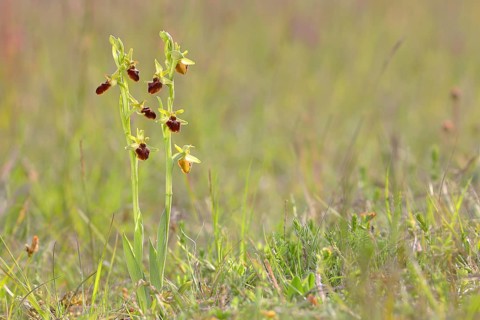 Early spider orchid