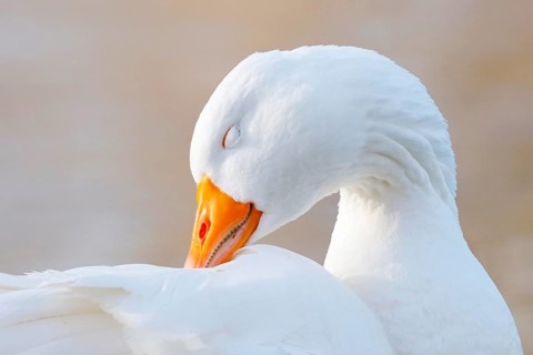 Domestic goose