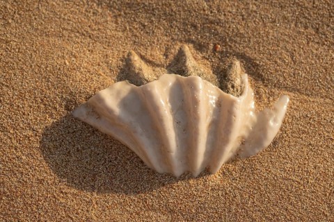 Close-up of the fossilized tridacna clam shell on a coral sand beach in the surf zone. Red Sea