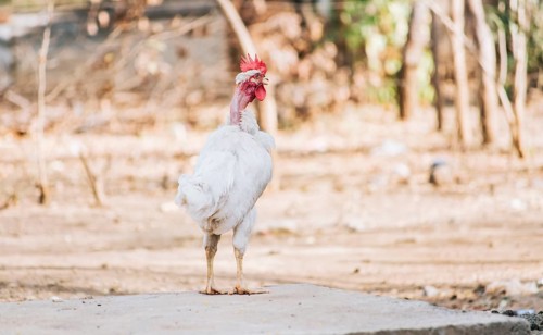 Beautiful breed rooster in the yard