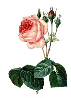 Bullata