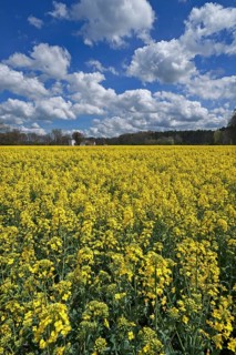 Blossoming rape