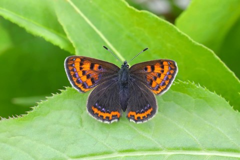 Blue iris fire butterfly