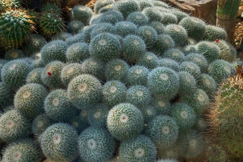 Twin spined cactus