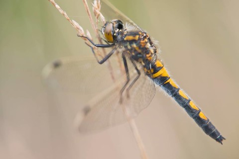 Nordische Moosjungfer