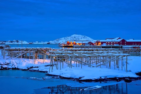 Drying flakes for stockfish cod fish in Reine village illuminated at night in winter. Lofoten islands