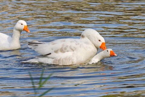 Domestic goose