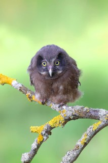 Tengmalm's Owl