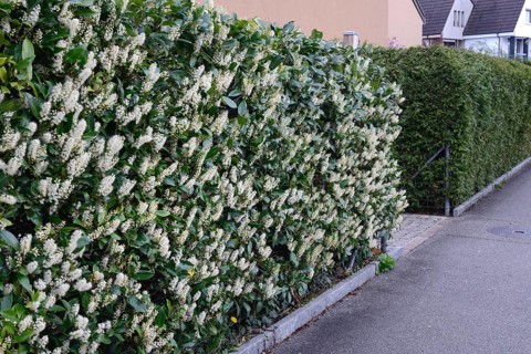Bluehende Kirschlorbeer-Hecke