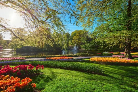 Keukenhof flower garden with blooming tulip flowerbeds. One of the world's largest flower gardens. Lisse