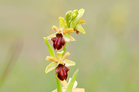 Early spider orchid