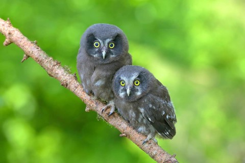 Tengmalm's Owl