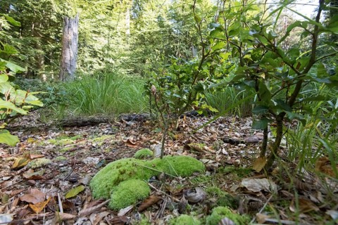 Lush undergrowth and natural regeneration in the Darss primeval forest