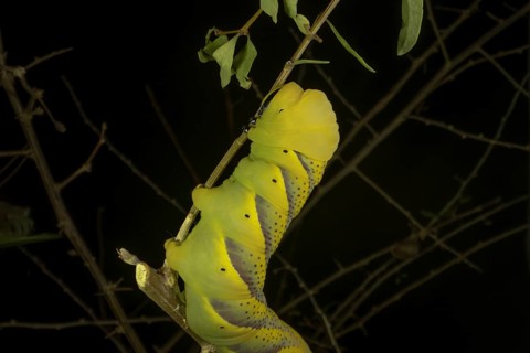 Larva