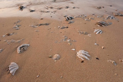 Fossilized tridacna clam shell on a coral sand beach in the surf zone. Red Sea