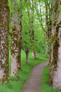 Tree avenue with heavily mossy mountain maple trees