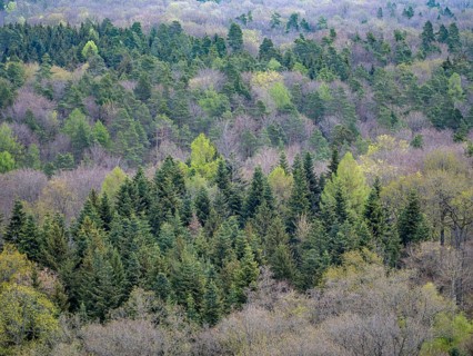 Baeume im Naturpark Schoenbuch bei Herrenberg