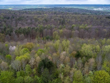 Baeume im Naturpark Schoenbuch bei Herrenberg