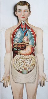 Historical depiction of the human body