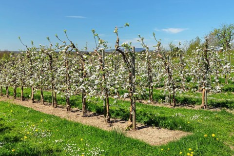 Fruit tree blossom near Tettnang