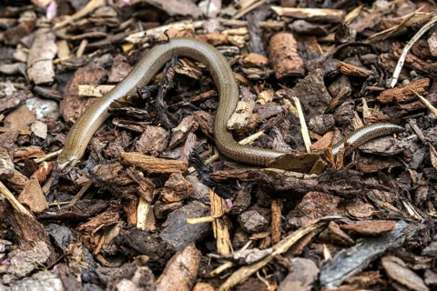 Slow worm