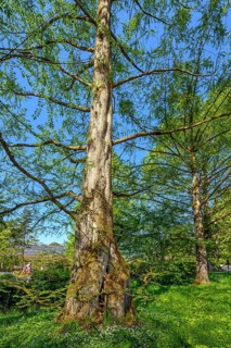 Dawn redwoods