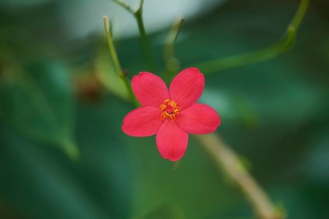 Peregrina flower