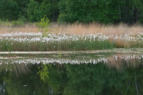 Common cottongrass