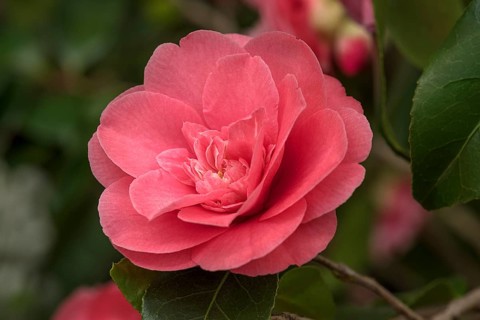 Flower of a japanese camellia