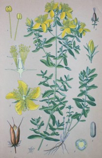Echte Johanniskraut