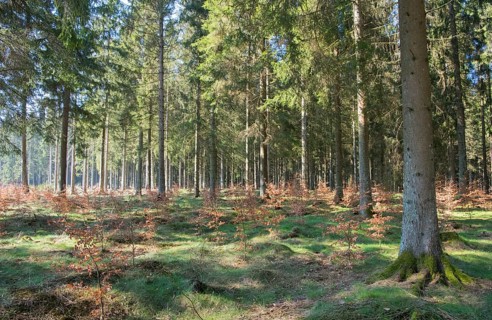 Forest in transition