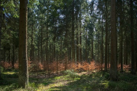 Forest in transition