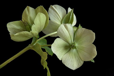 Flowers of a christmas rose