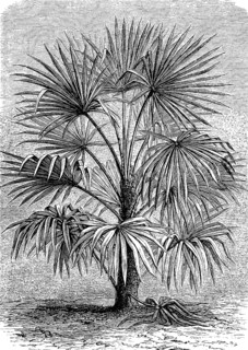 Rhapis excelsa