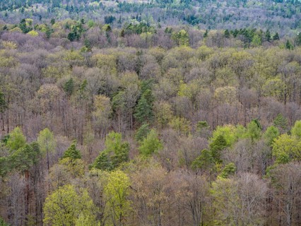 Baeume im Naturpark Schoenbuch bei Herrenberg