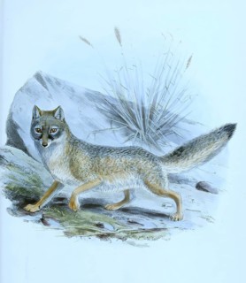 Kit fox