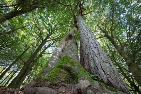 Darss primeval forest
