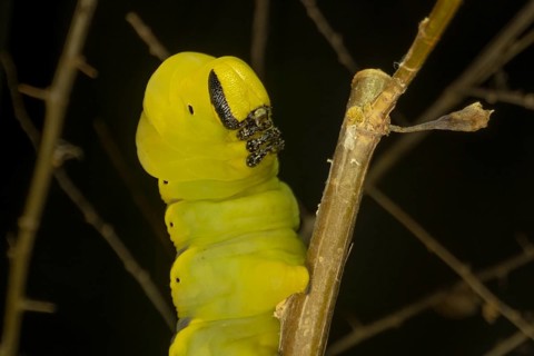 Larva