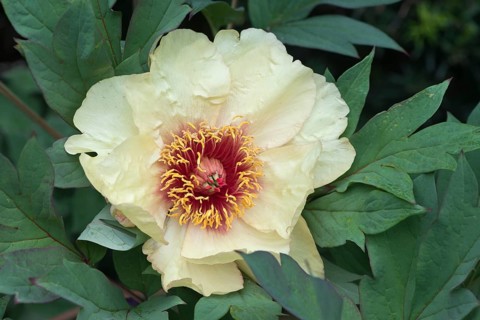 Tree peony