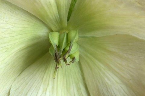 Closed stamens of a christmas rose