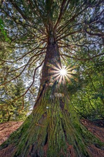 Giant sequoia